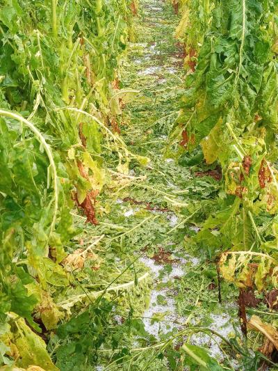 Chuva de Granizo danifica lavoura de Tabaco em Laranjeiras do Sul